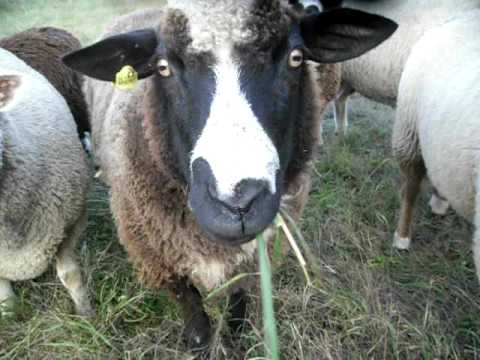 Sheep Eating Grass